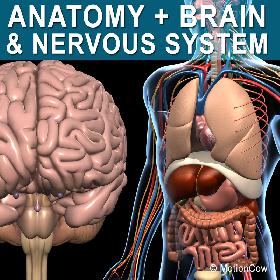 Anatomy Brain & Nervous System